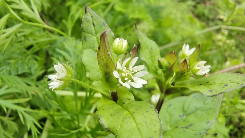 吉安随拍：花花草草之鹅肠菜