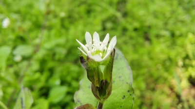 吉安随拍：花花草草之鹅肠菜