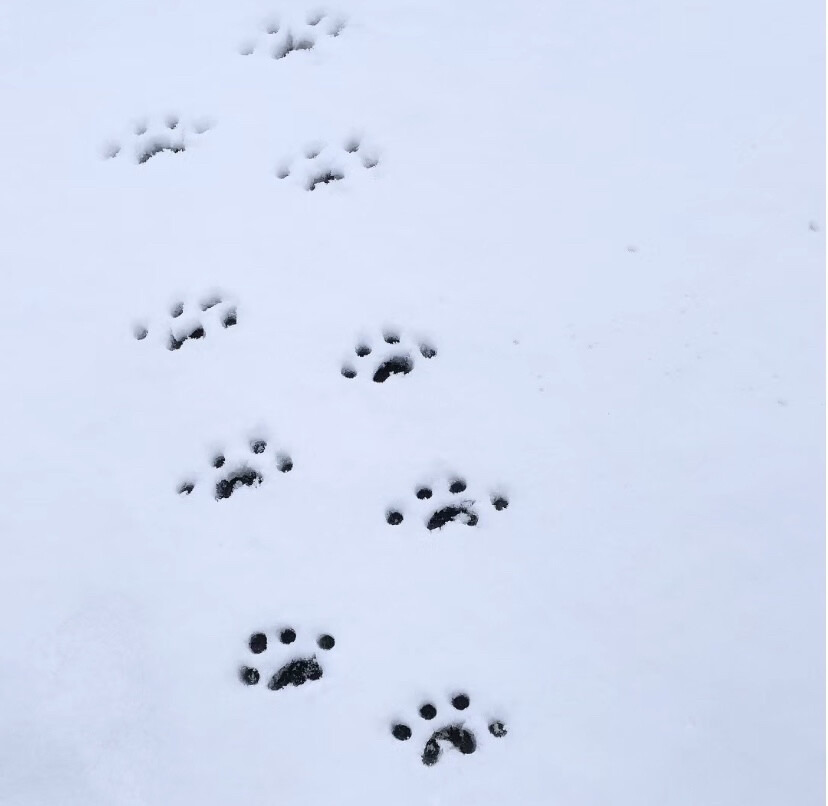 雪地背景