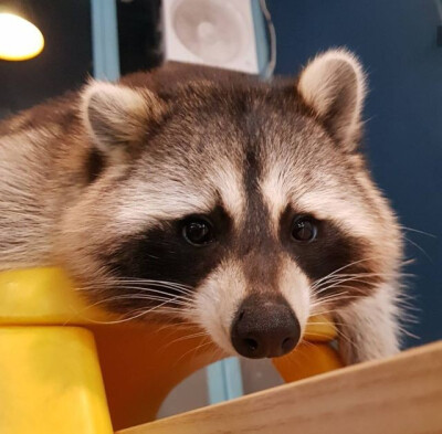 Twitter：raccoonhourly