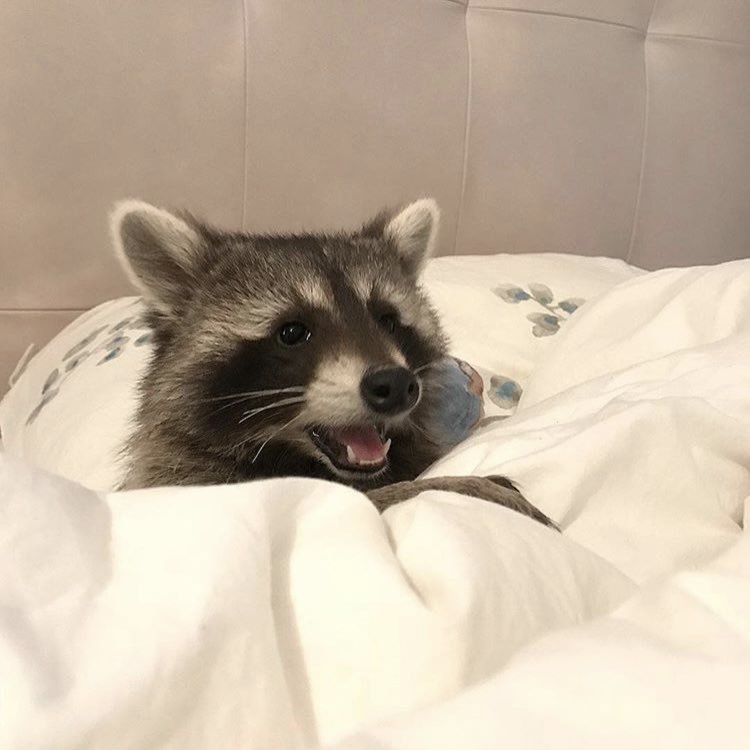 Twitter：raccoonhourly