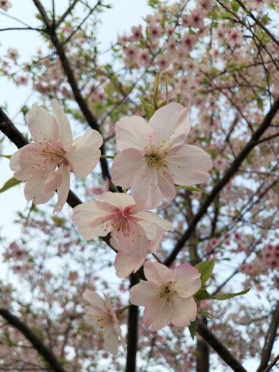 那一场风花雪月