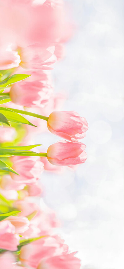 风里摇晃的郁金香，盛着一杯满满春光
摄影：@大圣不空