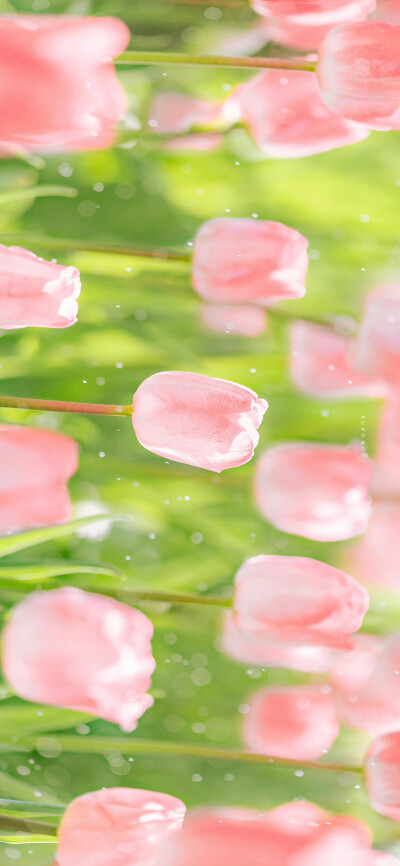 风里摇晃的郁金香，盛着一杯满满春光
摄影：@大圣不空