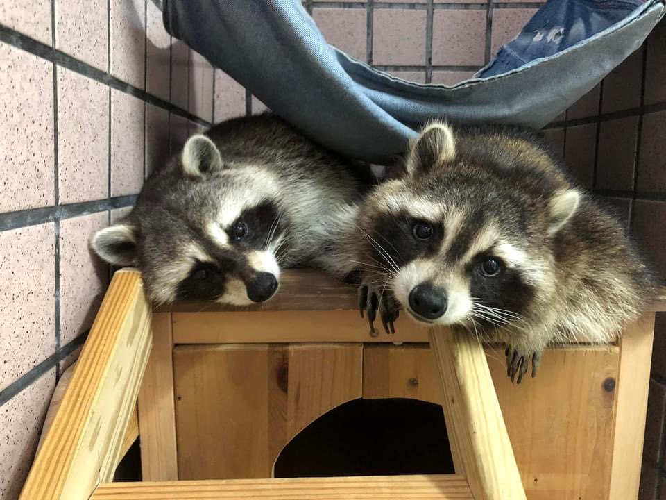 Twitter：raccoonhourly