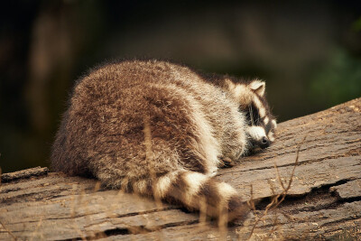 Twitter：raccoonhourly