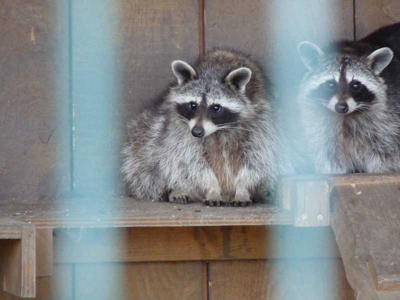 Twitter：raccoonhourly