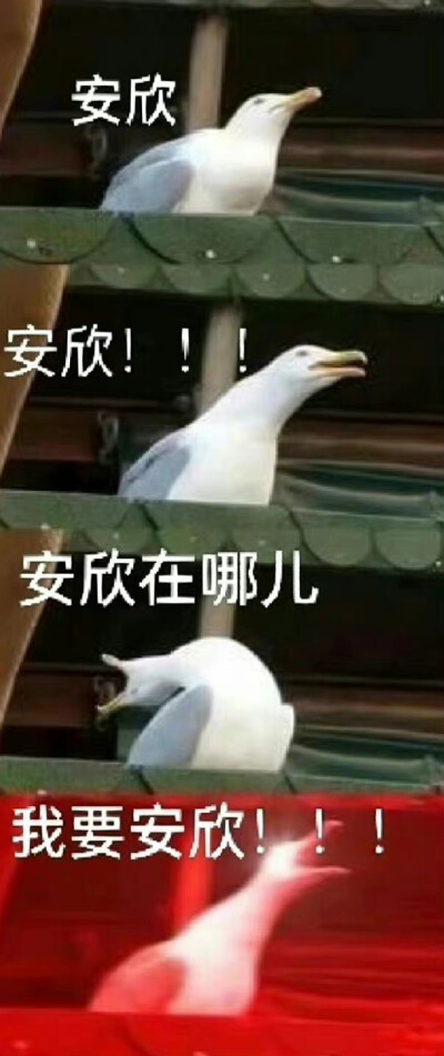 狂飙