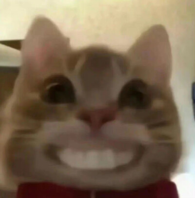 歪嘴小猫表情包 ​​​