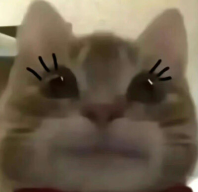 歪嘴小猫表情包 ​​​