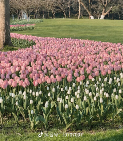 花海の嘻嘻