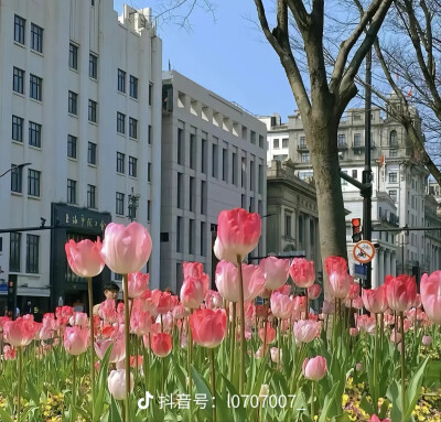 花海の嘻嘻