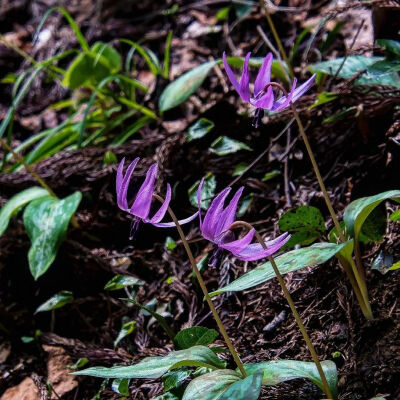 猪牙花/
论被名字拖累，猪牙花有话要说，「讨厌一些没有边界感的起名者」。某种程度上说，也只有南方的狗牙花可以与之一战，反正只有仙女花受伤的世界达成了。