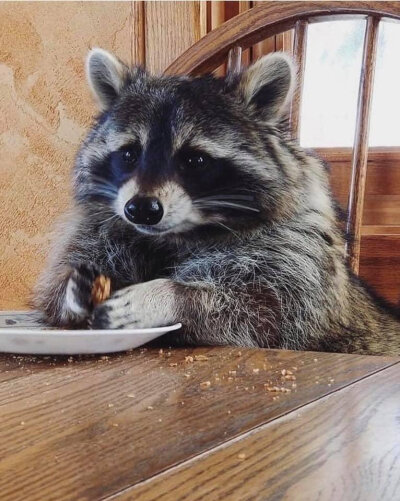 Twitter：raccoonhourly