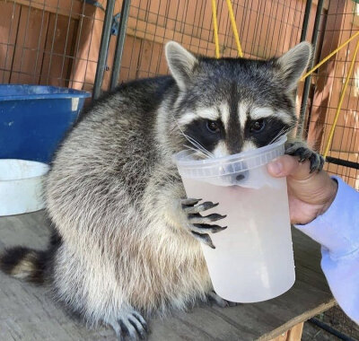 Twitter：raccoonhourly