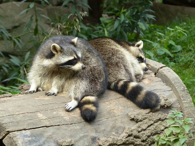 Twitter：raccoonhourly