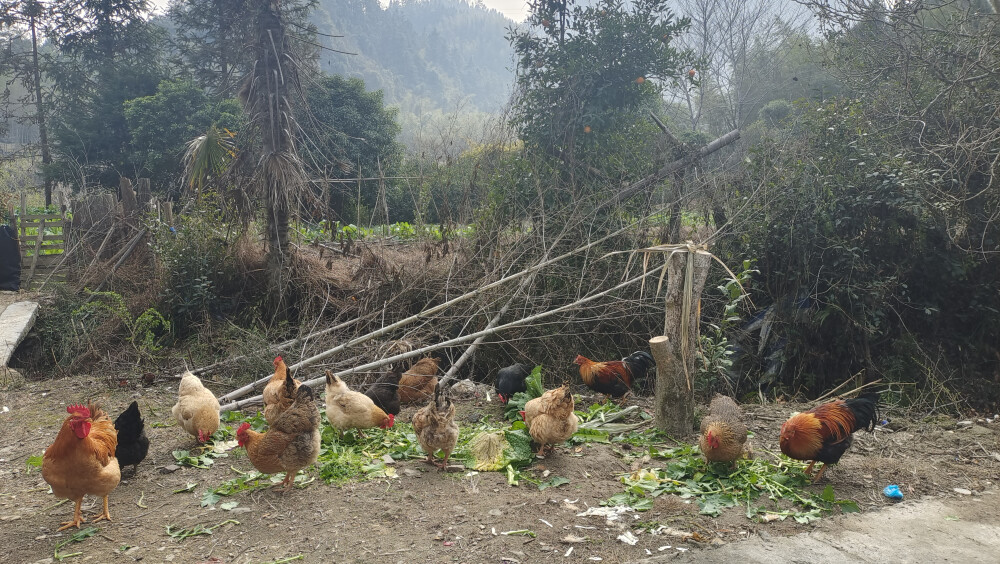 乡村风光：农村土鸡