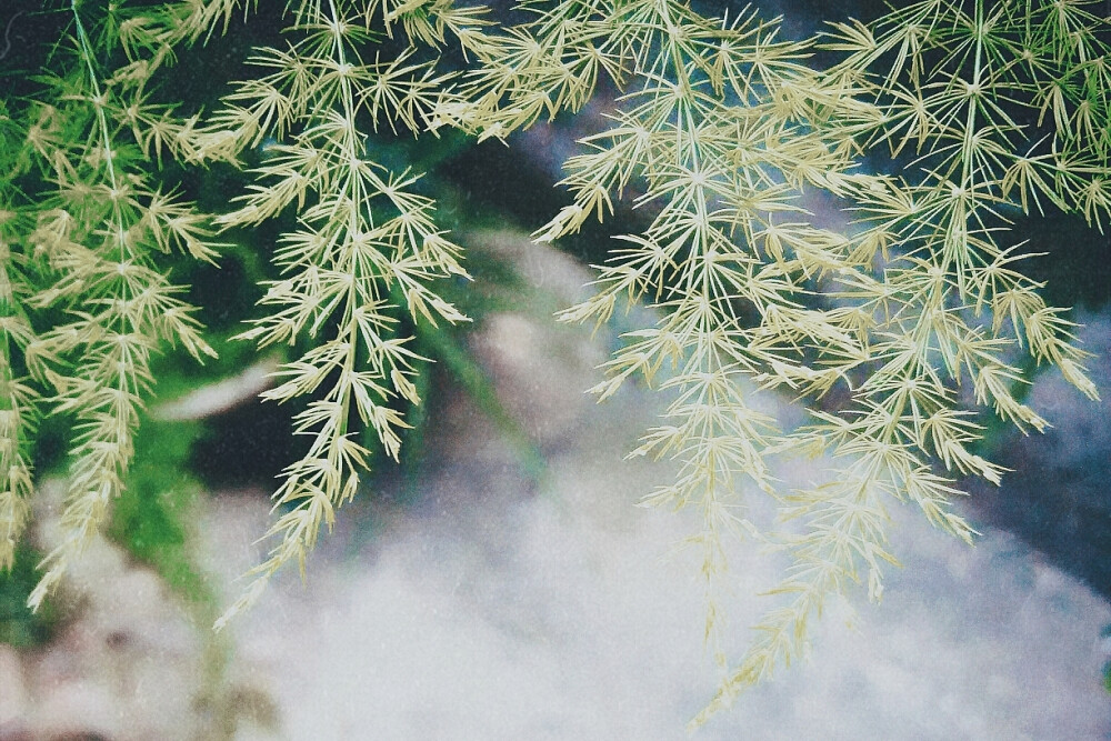 叶子是植物的羽毛 来自 张小篱儿