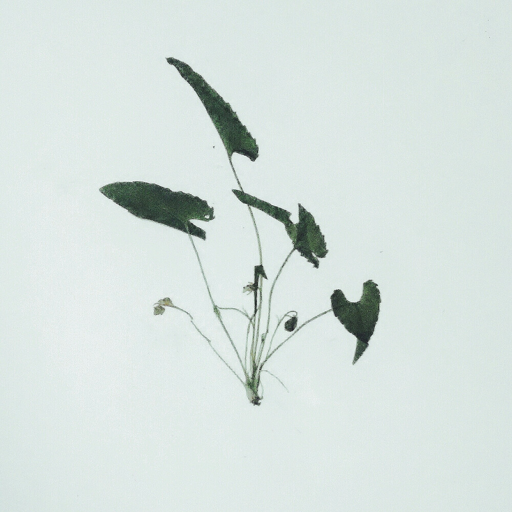 叶子是植物的羽毛 来自 张小篱儿