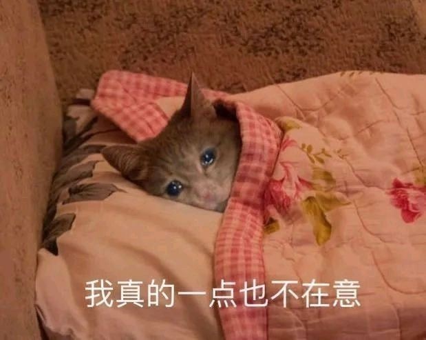 猫猫表情包