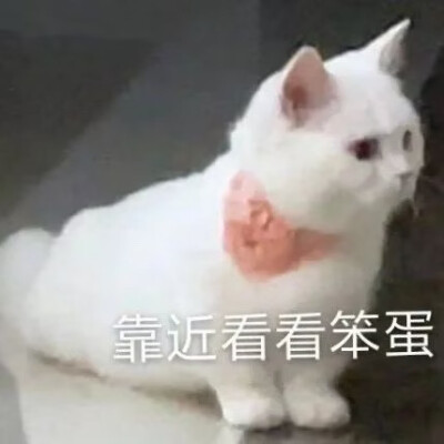 猫猫表情包