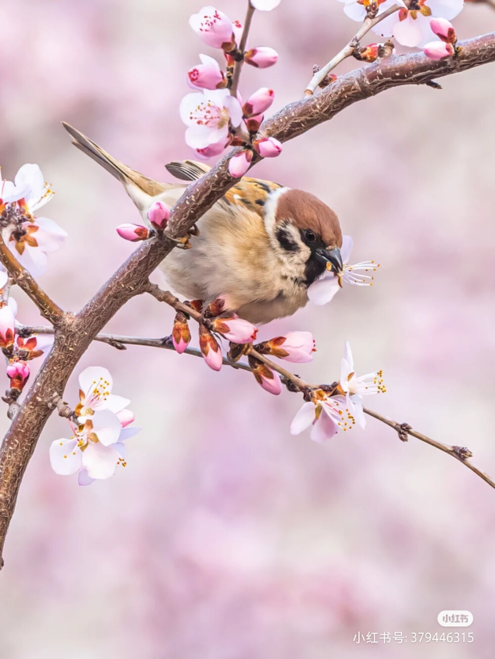 花鸟