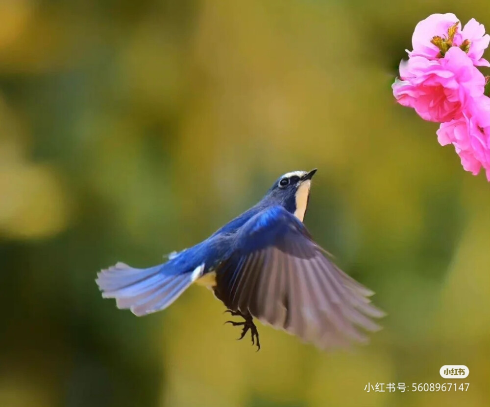 花鸟