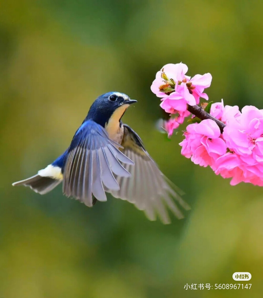 花鸟