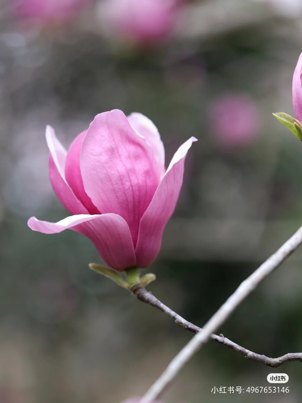 花草