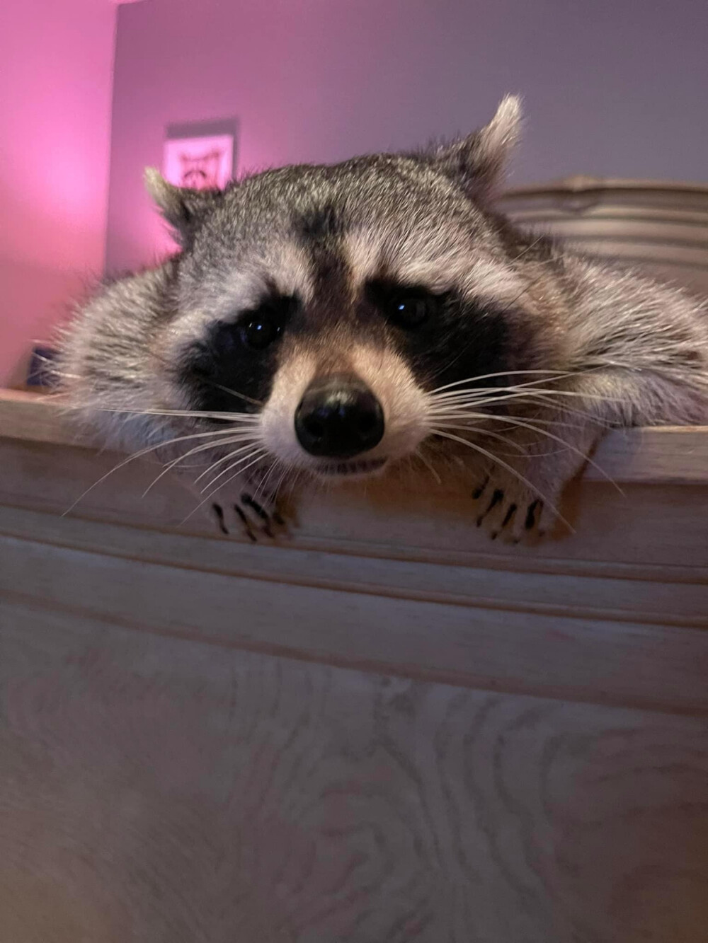 Twitter：raccoonhourly