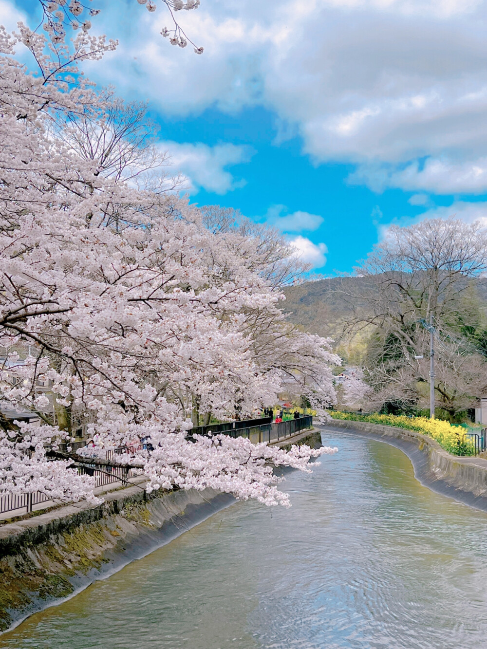 只有日本