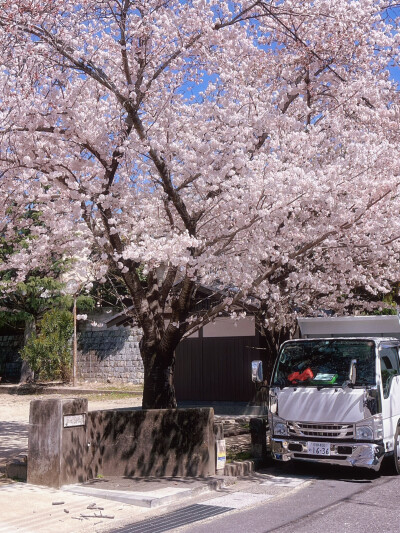 只有日本