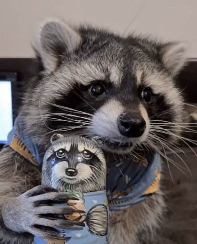 Twitter：raccoonhourly