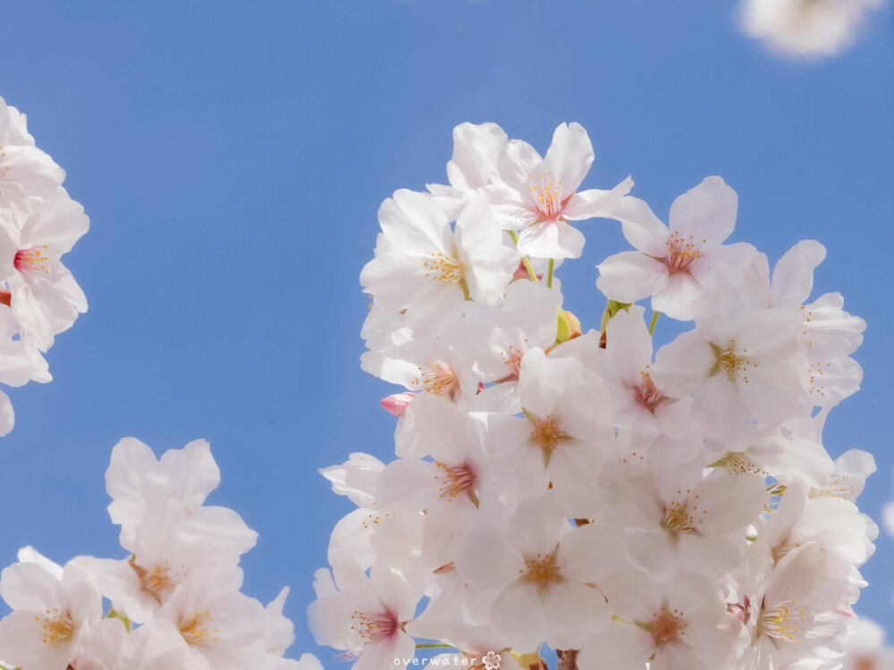 樱花壁纸