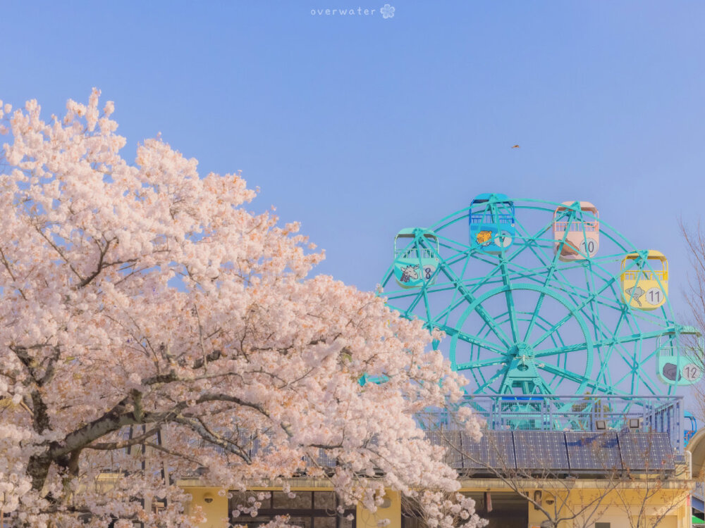 樱花壁纸