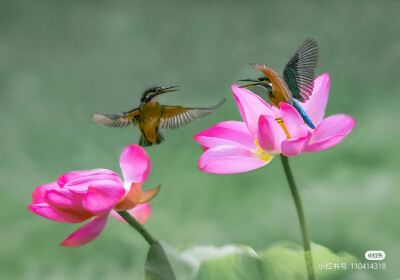 花鸟