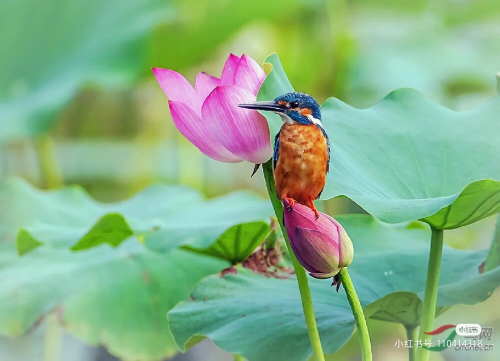 花鸟