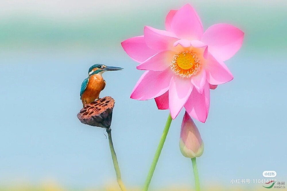 花鸟