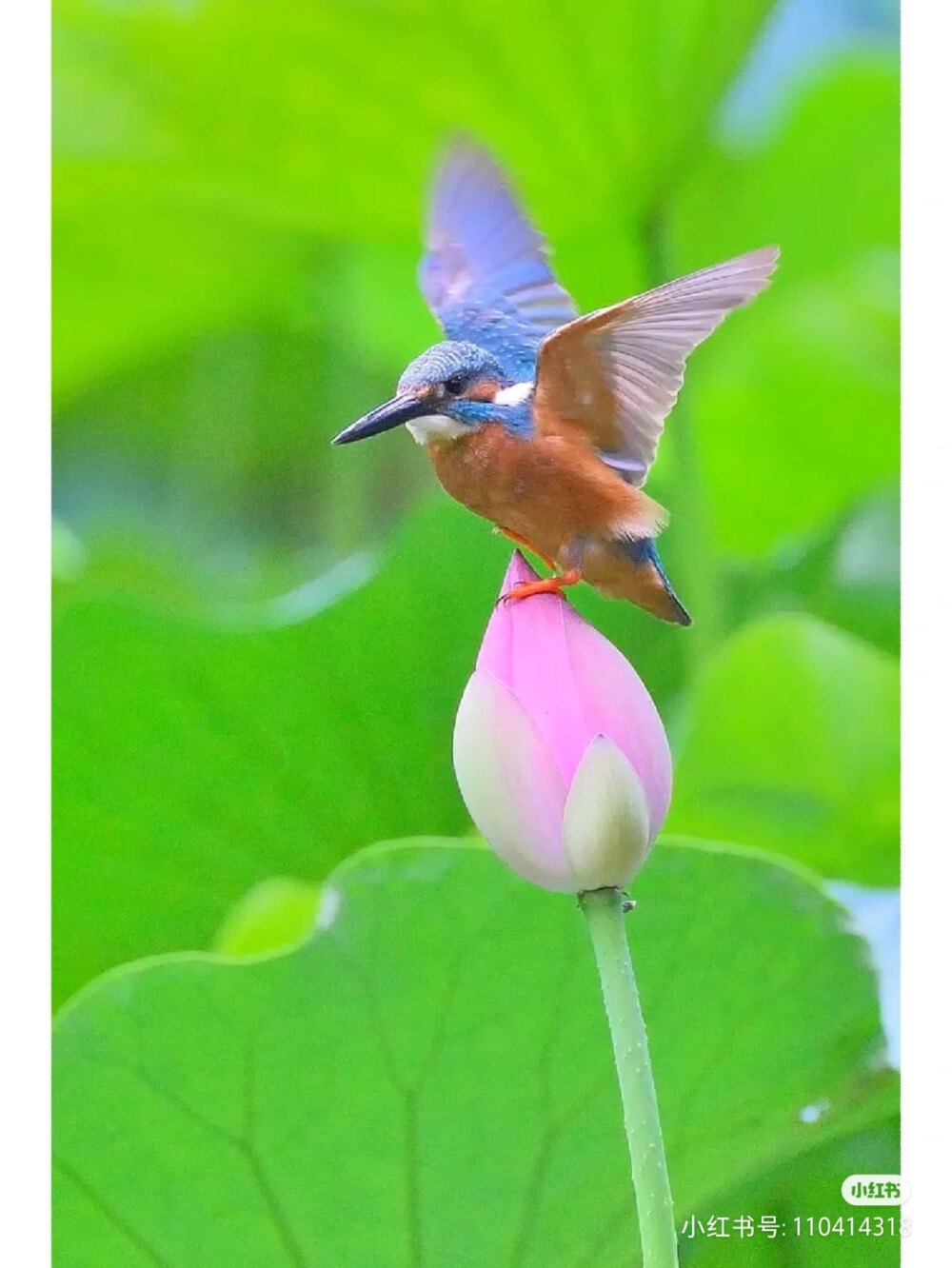 花鸟