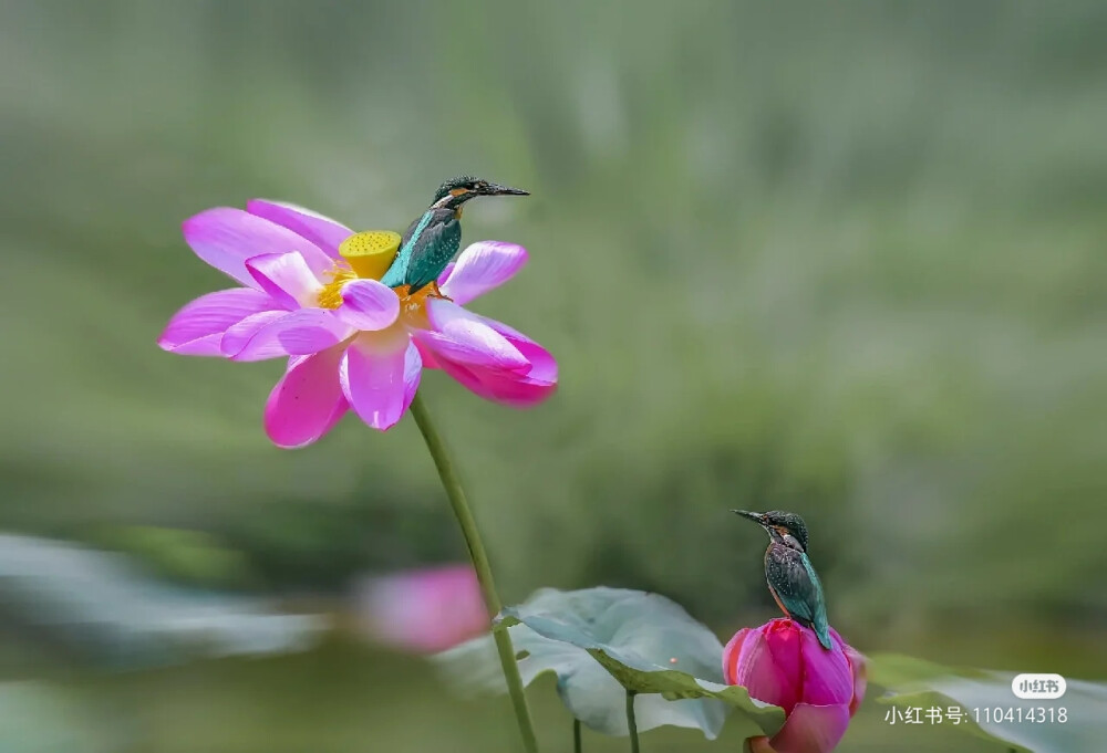 花鸟