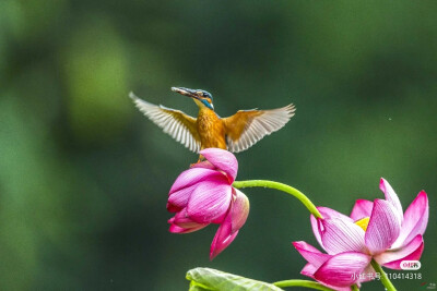 花鸟