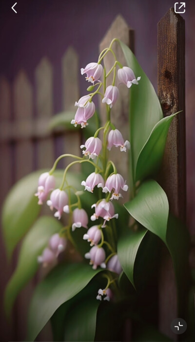 花草