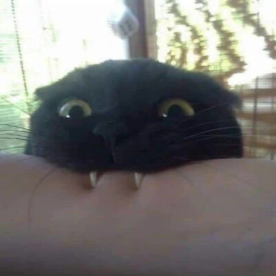 牙牙