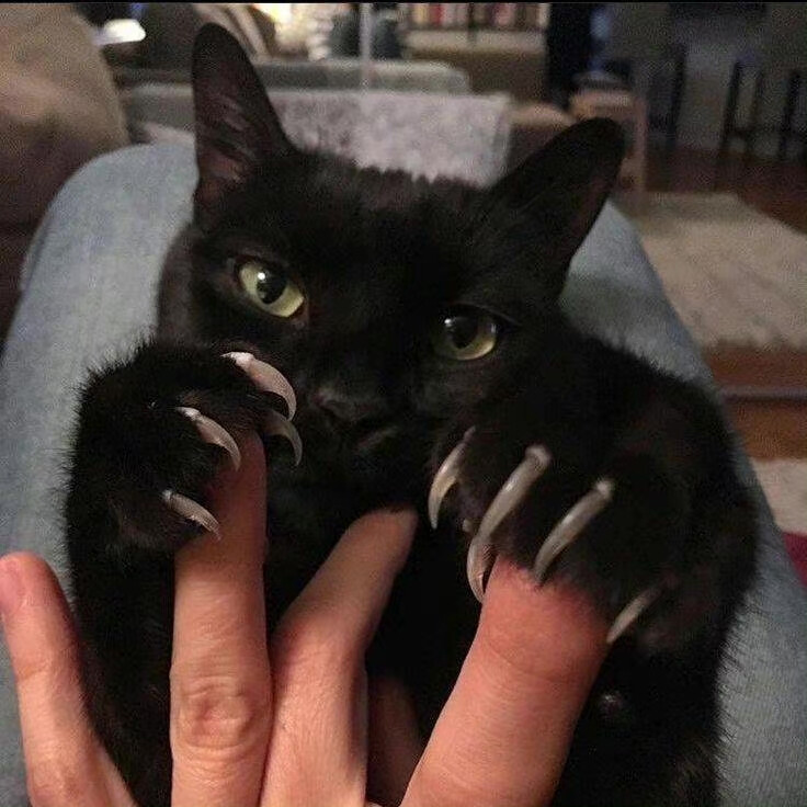 牙牙