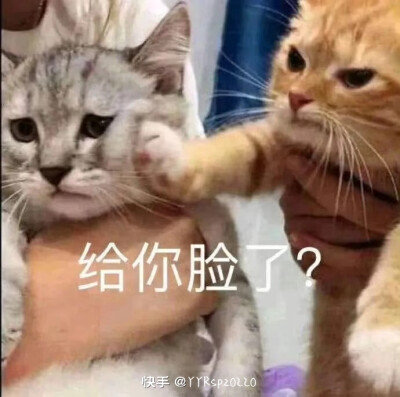 小猫小狗，搞笑表情包(´｡･v･｡｀)原创本人