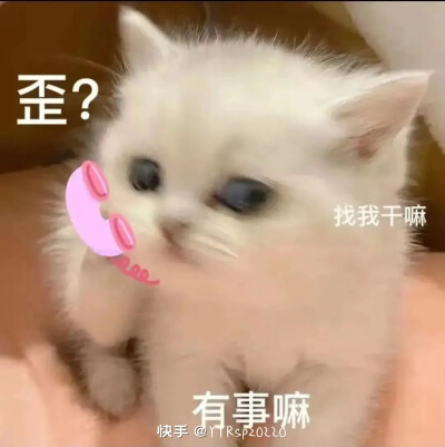 小猫小狗，搞笑表情包(´｡･v･｡｀)原创本人