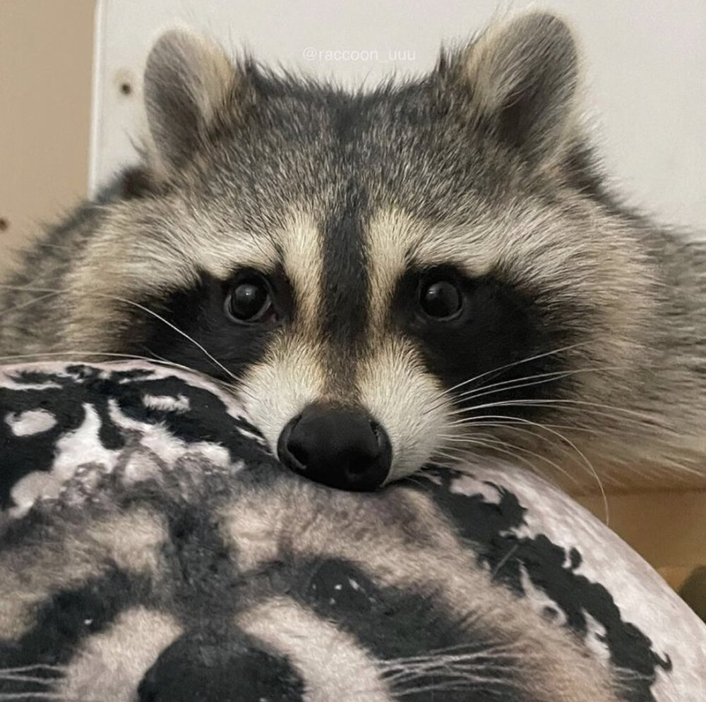 Twitter：raccoonhourly