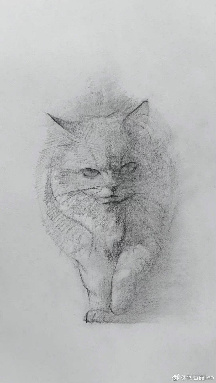 插画猫咪