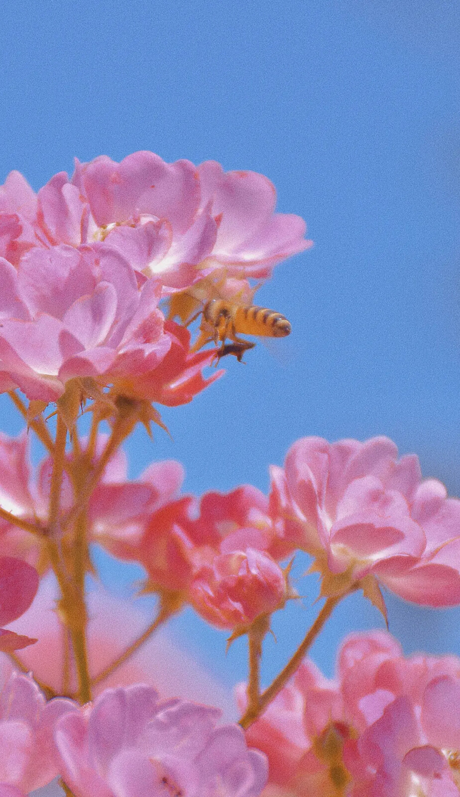 都是花 壁纸