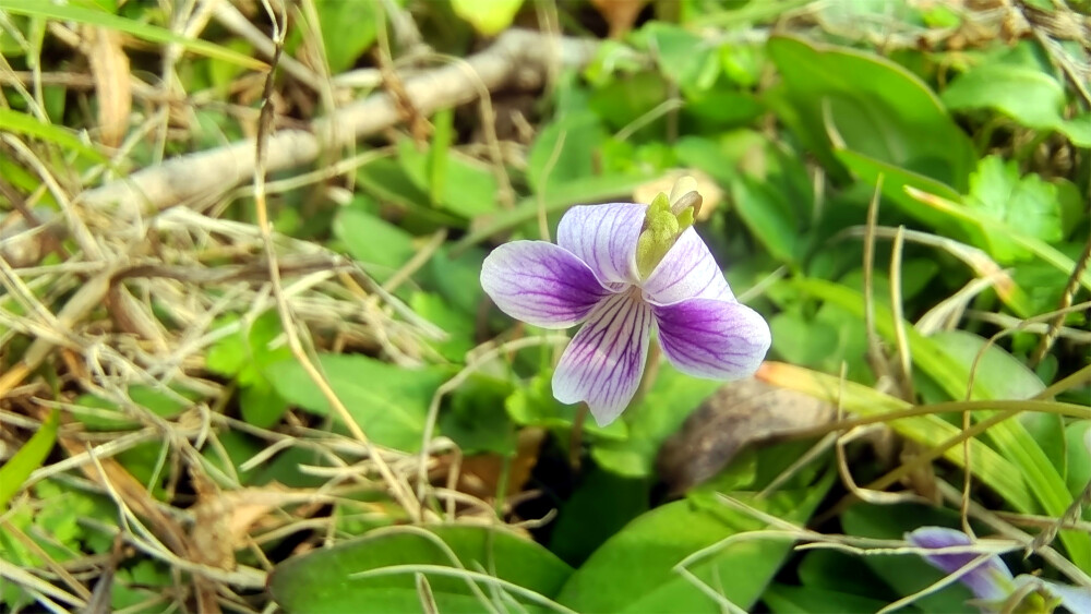 吉安随拍：花花草草之紫花地丁